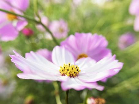 コスモスのクローズアップ コスモス,クローズアップ,ピンク色の写真素材