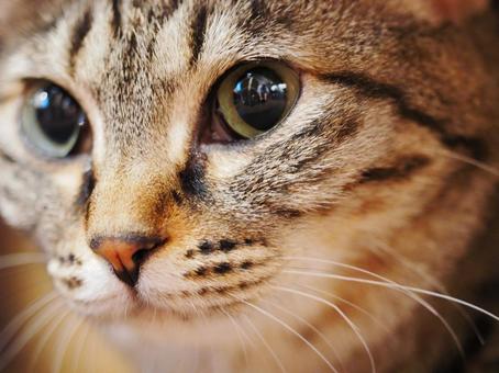 愛くるしい眼をした猫 愛くるしい眼をした猫の写真