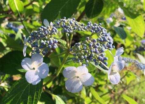 あじさい あじさい,紫陽花,額紫陽花の写真素材