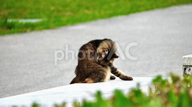 公園で毛繕いする猫 猫,茶トラ,動物の写真素材