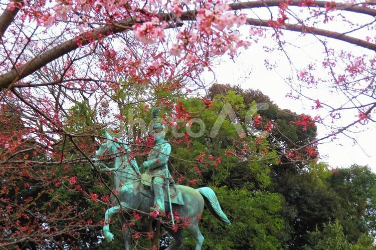３月下旬の上野恩賜公園の桜の花と銅像 背景,桜,花の写真素材