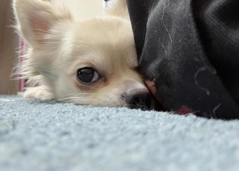 カバンから顔をだすチワワ カバンから顔をだすチワワ チワワ,顔出し,隠れるの写真素材