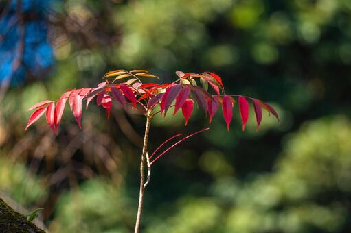 紅葉の写真