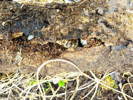 枯れ木の中に隠れるカブトムシの幼虫 枯れ木の中に隠れるカブトムシの幼虫 カブトムシ,幼虫,子どもの写真素材