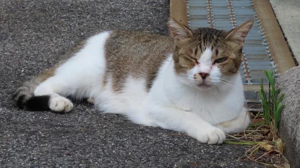 カメラ目線でウインクするもふもふな猫様 カメラ目線でウインクするもふもふな猫様 猫,キジシロ,カメラ目線の写真素材
