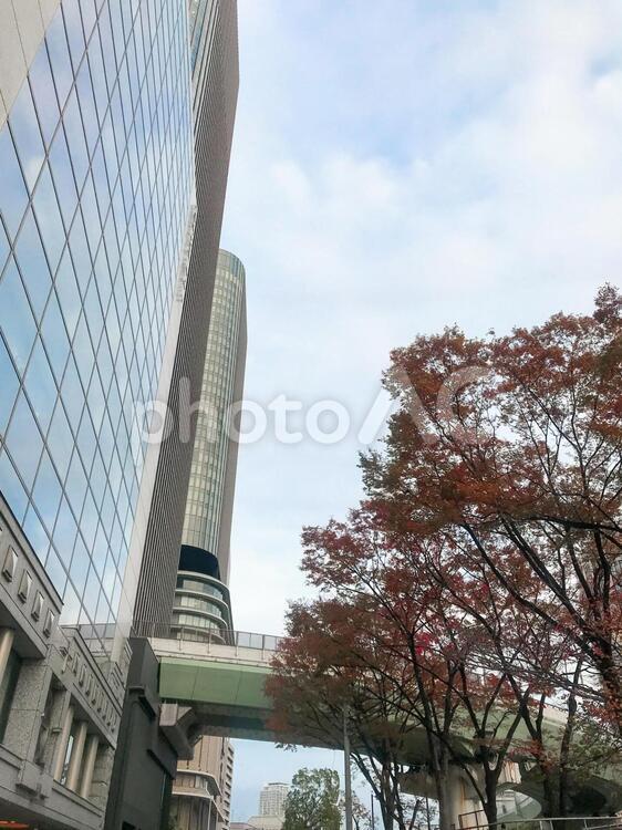 秋のオフィス街 紅葉,ビル,秋の写真素材