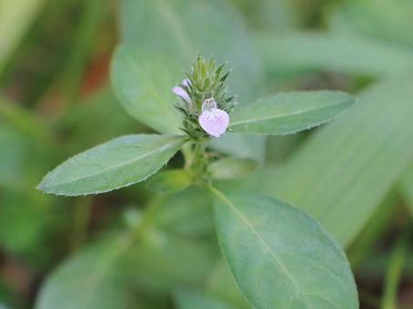 植物 キツネノマゴ 植物 キツネノマゴの写真