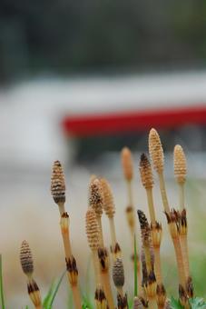 つくし つくし,雑草,野草の写真素材