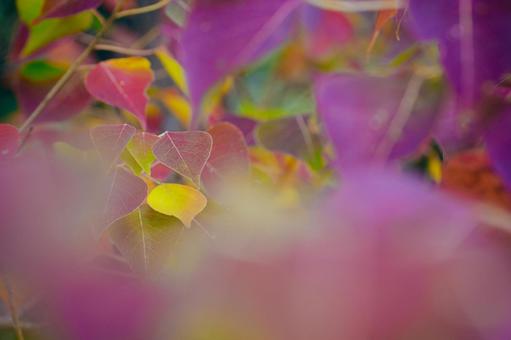 ナンキンハゼ ナンキンハゼ 植物,自然,葉の写真素材