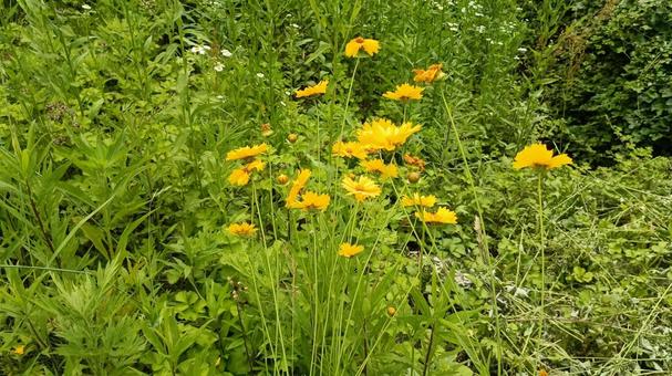 道端に咲くのの花もきれいでも植えてはだめ 道端に咲くのの花もきれいでも植えてはだめの写真