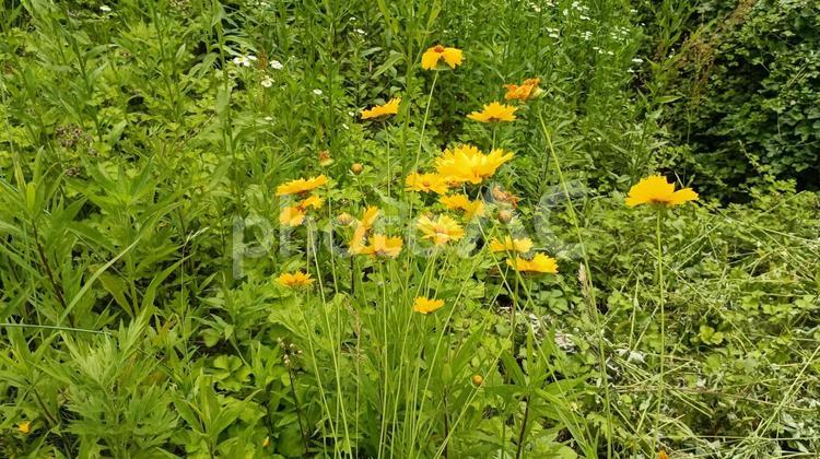 道端に咲くのの花もきれいでも植えてはだめ オオキンケイギク,花,黄色の写真素材