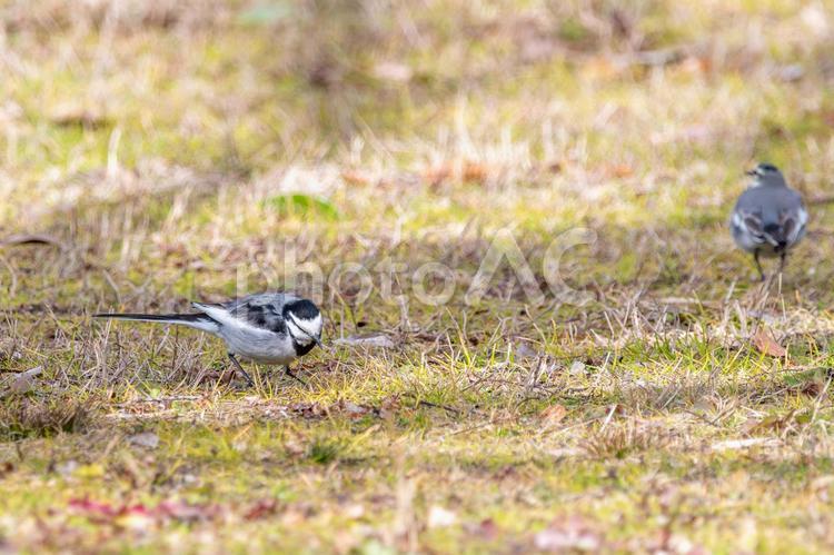 ハクセキレイの散策 ハクセキレイ,野鳥,小鳥の写真素材