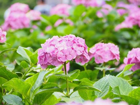紫陽花の頭 紫陽花,あじさい,花の写真素材