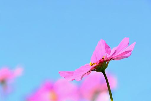 秋晴れに咲く綺麗なコスモスの花 秋晴れに咲く綺麗なコスモスの花 コスモス,秋桜,花の写真素材