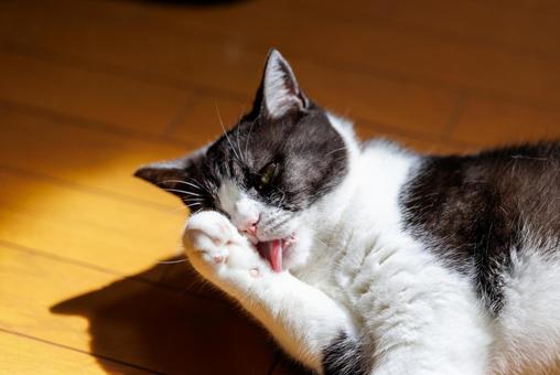 顔を洗う猫 顔を洗う猫 マンチカン,顔を洗う,毛づくろいの写真素材