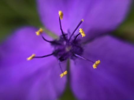 紫の花のアップ 紫の花のアップの写真