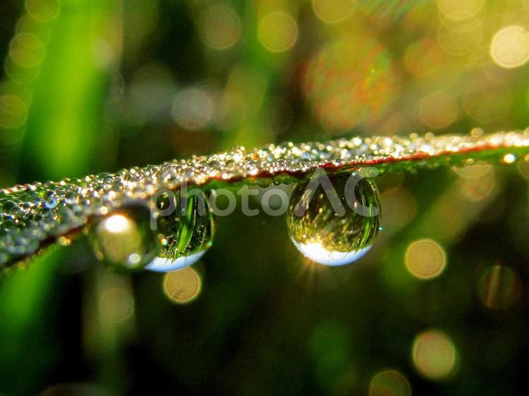 水滴と緑の葉と朝日Water drops 水滴,すいてき,waterの写真素材