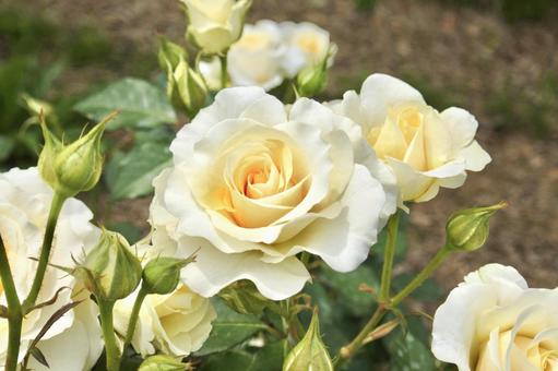 クリーム色のバラ クリーム色のバラ バラ,薔薇,クリーム色の写真素材