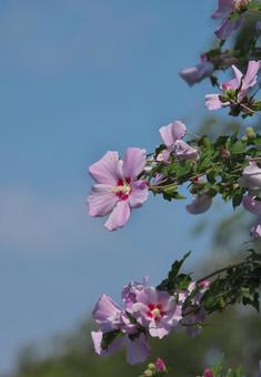 Pink Rose of Sharon flower, JPG Pink Rose of Sharon flower, JPG