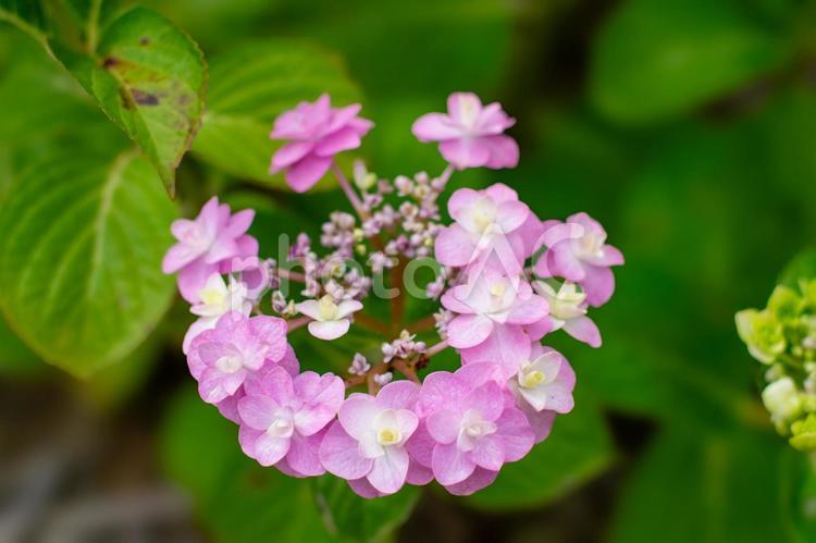 ピンクの額紫陽花の花　クローズアップ 花,紫の花,フラワーの写真素材