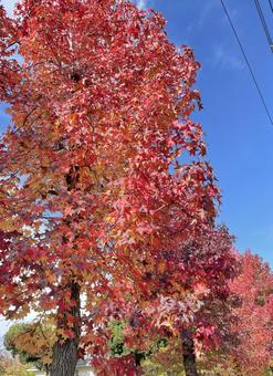 もみじ もみじの写真