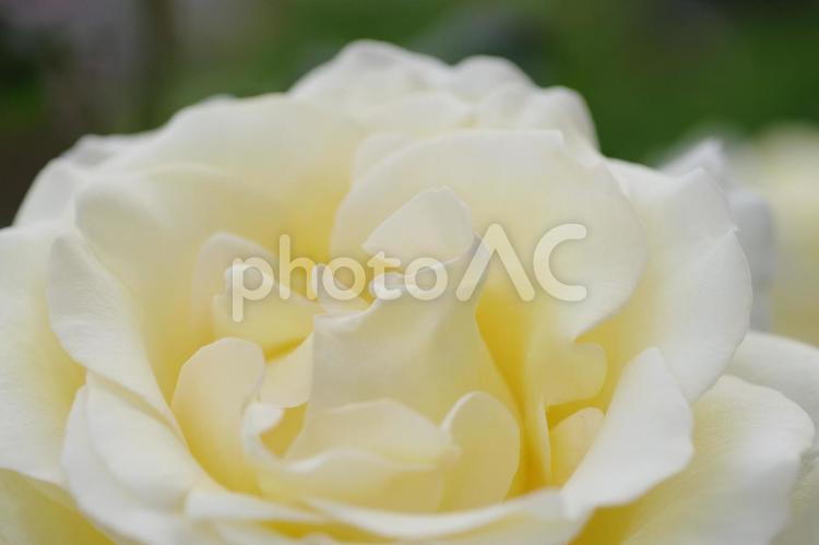 ふんわり白い薔薇の花 薔薇,きれい,素敵の写真素材
