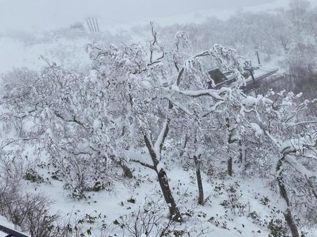 樹氷 樹氷,雪景色,冬の写真素材