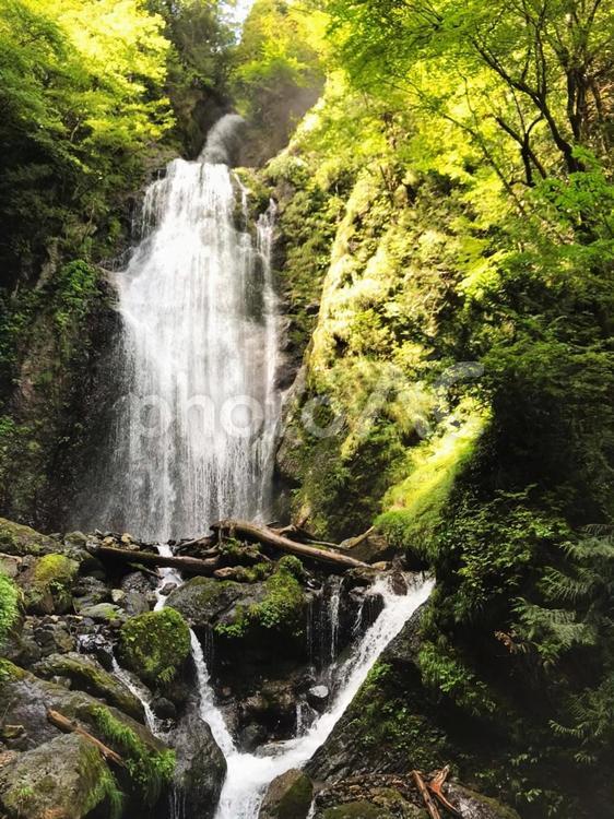 木漏れ日 自然,木漏れ日,リラックスの写真素材