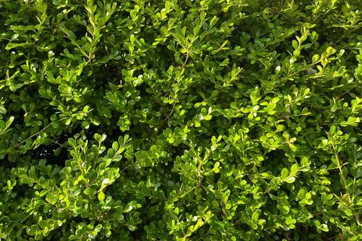 ある歩道のツゲの生垣B_711G ツゲ,生垣,生け垣の写真素材