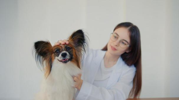 パピヨンと抱く女性 保険,契約,ペット保険の写真素材