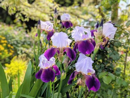 German Iris 2, JPG