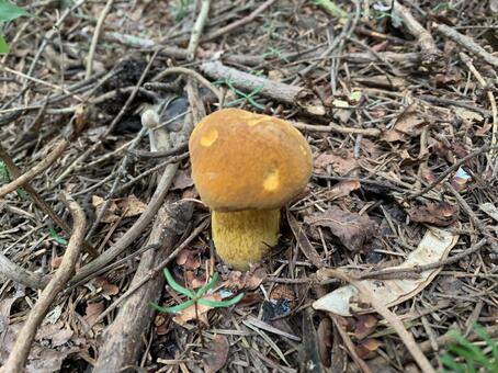 コガネヤマドリタケ 茸,きのこ,キノコの写真素材