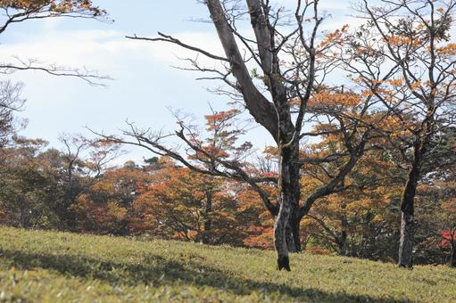 大台ヶ原　秋 大台ヶ原,秋,紅葉の写真素材