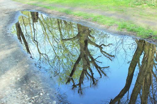 Upside down tree reflected in a puddle Upside down tree reflected in a puddle
