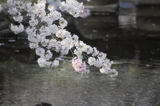 志井川の桜並木 志井川の桜並木 さくら,春,サクラの写真素材