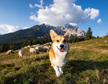 羊の群を率いるコーギー犬 羊の群を率いるコーギー犬の写真