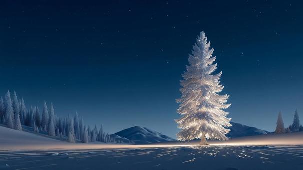 もみの木、クリスマスのイメージ もみの木、クリスマスのイメージの写真