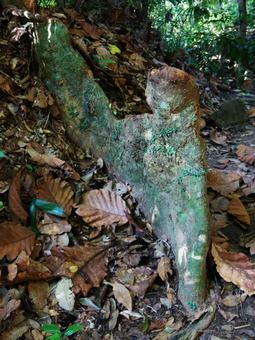 Photo, root of a tree, hiking, mountain path, 