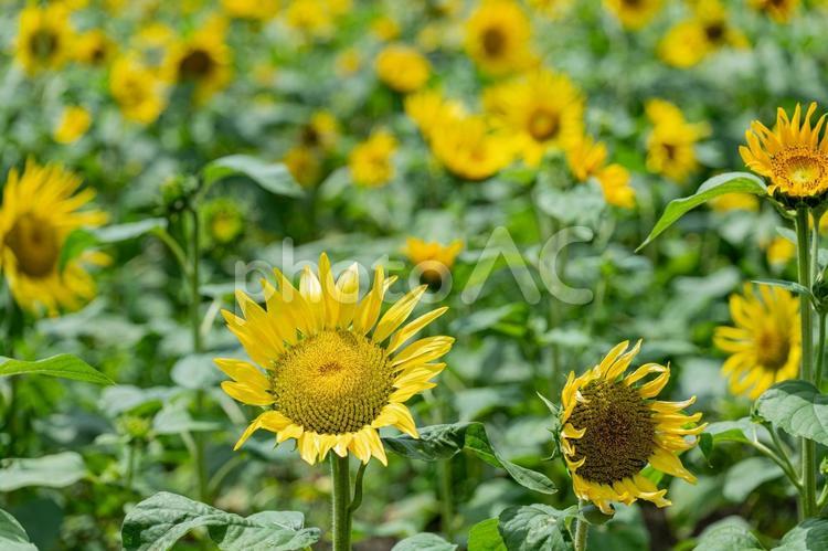 満開のひまわりのクローズアップ ひまわり,夏,満開の写真素材