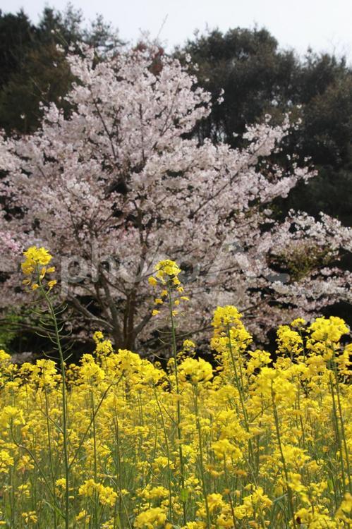 愛媛県フラワーパーク大洲　菜の花と桜 菜の花,なのはな,ナノハナの写真素材