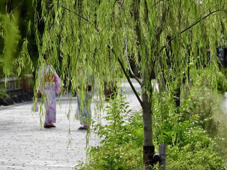 祇園新橋重伝建地区の柳と浴衣 祇園新橋重伝建地区の柳と浴衣 柳,浴衣,和服の写真素材