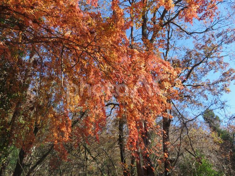 紅葉（カエデ）と青空 カエデ,紅葉,モミジの写真素材