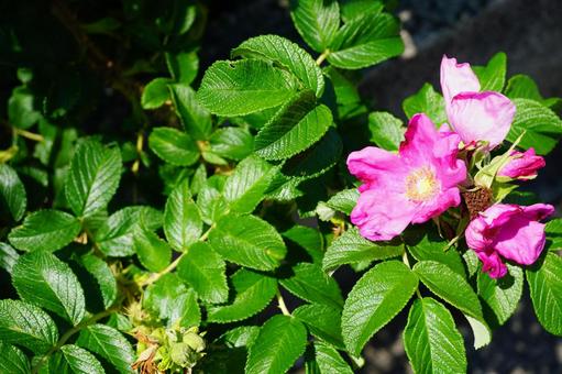 はまなす はまなす,花,植物の写真素材
