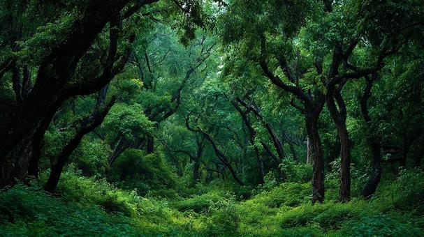 生命力あふれる森林 生命力あふれる森林の写真