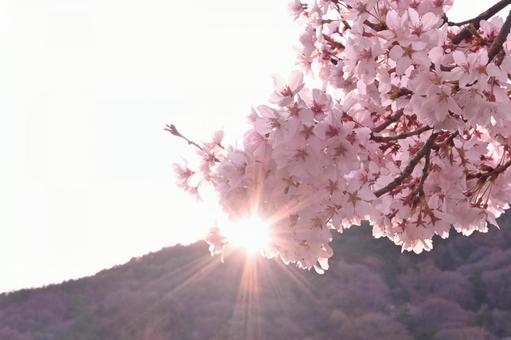 山と桜の狭間の写真