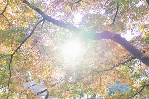 紅葉 紅葉の写真