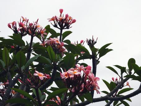 プルメリアの花、ＡUS 素材,グリーン,みずみずしいの写真素材