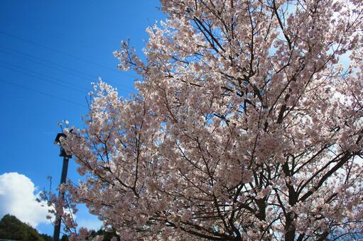 青空と桜 青空と桜の写真