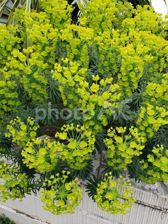 地植えのユーフォルビア・カラキアス 地植え,ユーフォルビア,カラシアスの写真素材