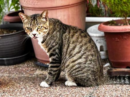 舌を出すサバ白猫 舌を出すサバ白猫 ノラ猫,サバ白猫,歩道の写真素材